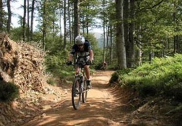 Tour Mountainbike Zell - Tour de Labaroche - Photo