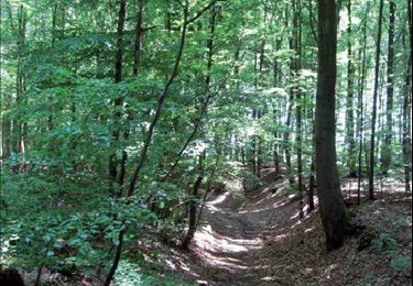 Trail Walking Beauvechain - RB-Bw-05 - D’un Brabant à l’autre, vaste campagne et grandiose forêt - Photo