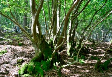 Trail Walking Stoumont - Lorcé, Natura 2000 - Des sites qui valent le détour, Lg13 - Photo