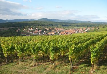 Tocht Stappen Dorlisheim - Escapade dans le vignoble de Dorlisheim - Photo