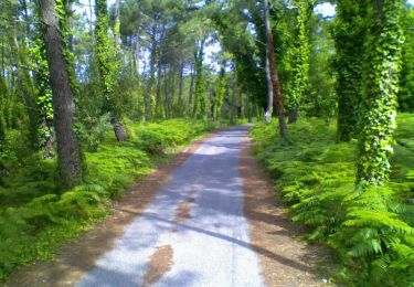 Tour Wandern Le Bois-Plage-en-Ré - Promenons-nous dans le bois -  Le Bois Plage en Ré - Photo