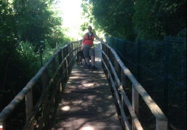 Tocht Stappen Vert-le-Petit - Marais autour de Ballancourt - Photo