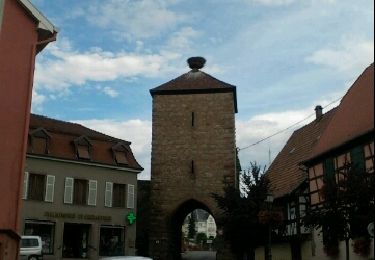 Excursión Carrera Dambach-la-Ville - dambach - chateau de bernstein - Photo