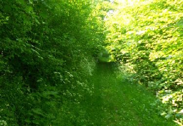 Trail Walking Aumale - Le bois Robin - Aumale - Photo