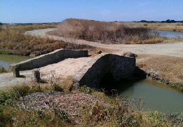 Percorso Mountainbike Noirmoutier-en-l'Île - Le gois - Photo