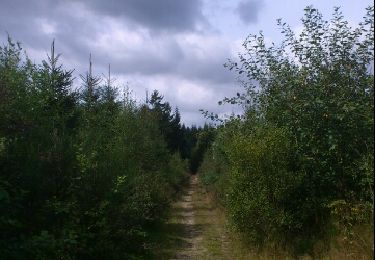 Trail Walking Vielsalm - ottré - Photo