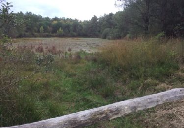 Trail Walking Bossay-sur-Claise - Forêt de preuilly - étang de la Ribaloche - Photo