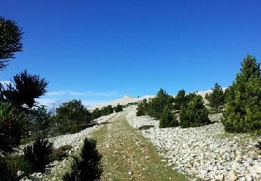 Trail Walking Brantes - Brantes-Frache-Ventoux-Brantes - Photo