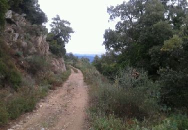 Randonnée Course à pied Bormes-les-Mimosas - footing01h00 (entrainement trail) - Photo