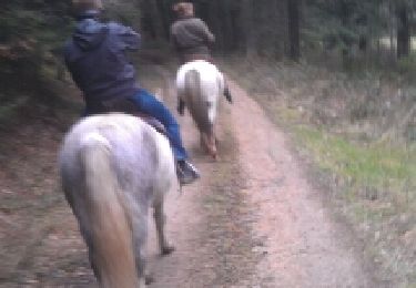 Trail Equestrian Marsac-en-Livradois - rando équestre le mirat - Photo