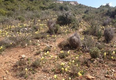 Trail Walking Saint-Antonin-sur-Bayon - Saint Antonin Sainte Victoire - Photo