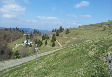 Trail Walking Linthal - Markstein - Photo