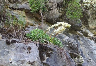 Trail Other activity Valdeblore - Saint Sauveur - Photo