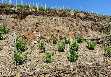 Randonnée Marche Port-Vendres - Chemin Muletier Cosprons_T - Photo