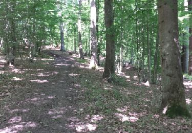 Trail Walking Saint-Léger-en-Yvelines - Bois des Brulins - Photo