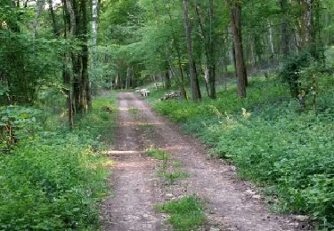 Trail Walking Andelarrot - la craye - Photo