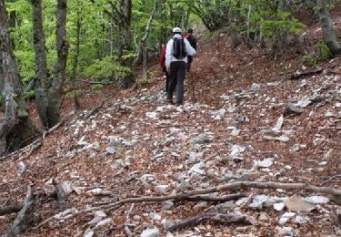 Trail Walking Bédoin - Glacières - Photo