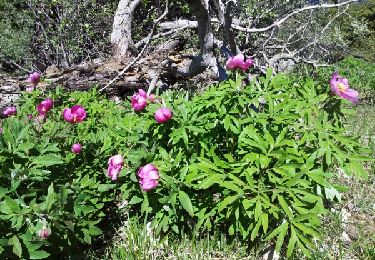 Tocht Stappen Castellar - Gramondo - Photo