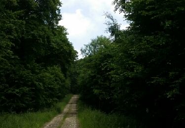 Trail Walking Zoufftgen - zoufftgen - Photo