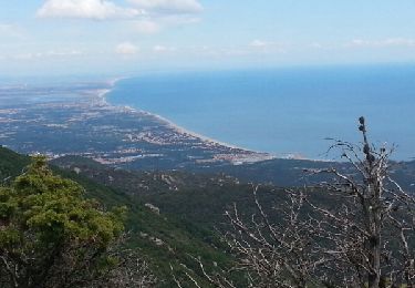 Trail Walking Collioure - Rimbau col de Baillauri Tour Dr la Marsane - Photo