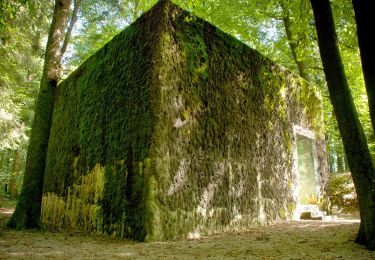 Excursión Senderismo Couvin - (Couvin) 10 - Bois de Gonrieux (Gonrieux Wood) Walk - Photo