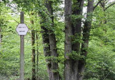 Tocht Stappen Viroinval - Viroinval (09) - Les Sept Frères (De 7 broers) - Photo