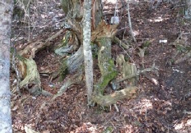 Trail Walking Beaumont-du-Ventoux - mont serein - Photo