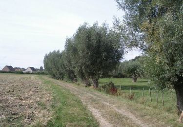 Tour Wandern Roquetoire - Sentier des Héringaux  - Roquetoire - Photo