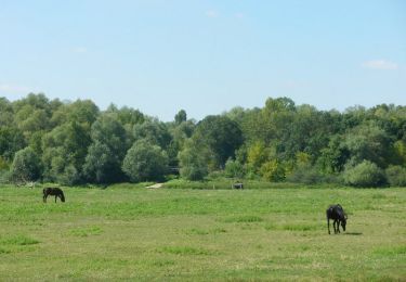 Trail Walking Angers - Prairies de la Baumette et de l'île Chevrière- Sainte Gemmes sur Loire - Photo