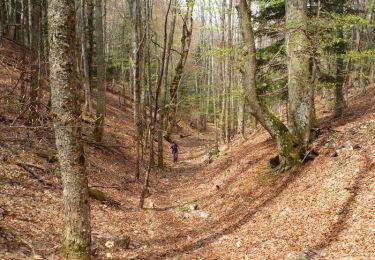 Trail Walking Saou - Les Trois Becs  - Saou - Photo