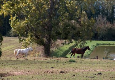 Tocht Paard Mesnil-Roc'h - Circuit des deux forêts et Pays du Granit  - Photo