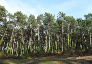 Tocht Stappen Anglet - Forêts de Pignada et Chiberta - Anglet - Photo
