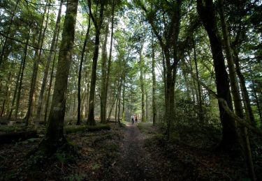 Tocht Stappen Le Tronchet - La forêt du Mesnil - Le Tronchet - Photo