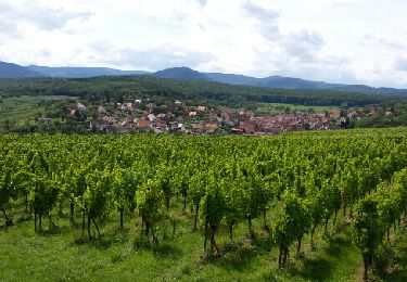 Tour Wandern Dorlisheim - Escapade dans le vignoble de Dorlisheim - Photo