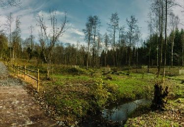 Tocht Stappen Momignies - Grande Traversée de la Forêt du Pays de Chimay (Great Crossing of the Chimay Forest) - Section 1: Macquenoise - Virelles - Photo