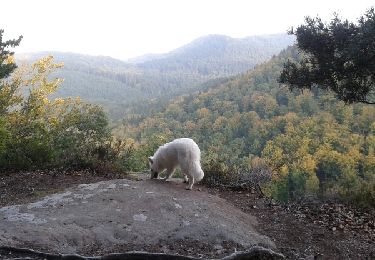 Tour Andere Aktivitäten Lützelstein - 29140904 - Photo