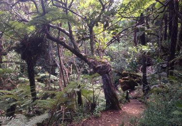Trail Walking Le Tampon - sentier botanique  - Photo