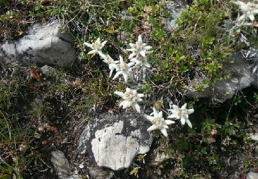 Trail Walking La Grave - Plateau d'emparis - Photo