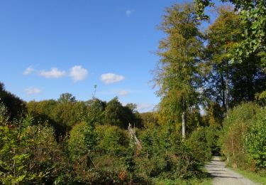 Tocht Stappen Ukkel - Balade en Forêt de Soignes - Photo