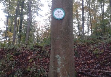 Trail Walking Saverne - chateau greittenstein - Photo