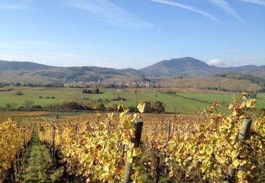 Randonnée Autre activité Epfig - Epfig sentier des vignes - Photo