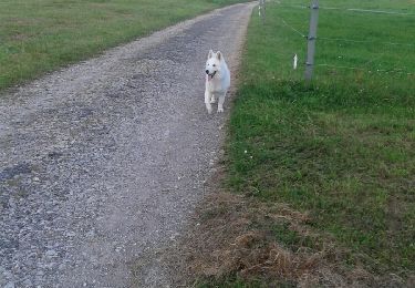 Tocht Lopen La Petite-Pierre - 20140910 - Photo