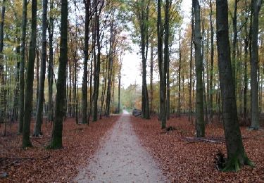 Randonnée Marche Tervueren - ballade en forest de soignes - Photo