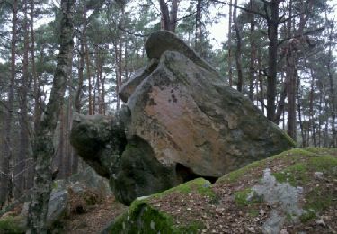 Excursión Senderismo Samois-sur-Seine - 141221 - Photo