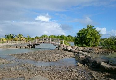 Percorso Marcia Sainte-Anne - savane des petrifications - Photo