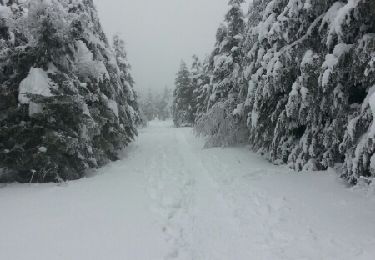 Trail Snowshoes Léoncel - echaillon - Photo