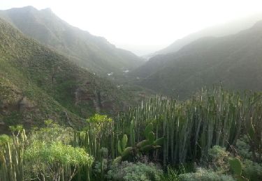 Trail Walking Santa Cruz de Tenerife - Van Igueste naar Playa de Antequera - Photo