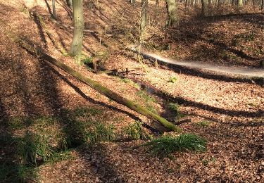 Trail Walking Uccle - Ukkel - Forêt de Soignes: entre source laineuse et Vuylbeek - Photo