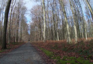 Randonnée V.T.T. Rhode-Saint-Genèse - vtt de la forêt de Soigne - Photo