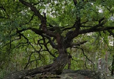 Tour Wandern Fontainebleau - Rocher Canon#2 - Photo